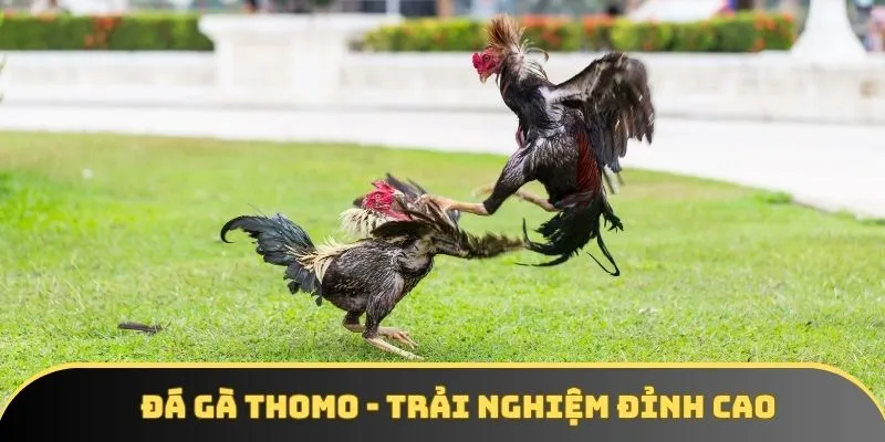 Tổng quan về đá gà thomo đỉnh cao tại V9BET