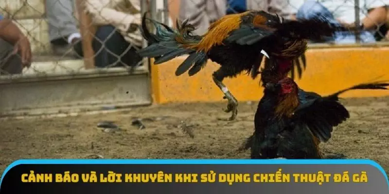 V9bet Mang Tới Mẹo Chơi Đá Gà Mới Cho Người Chơi 4 Cảnh báo và lời khuyên khi sử dụng chiến thuật đá gà