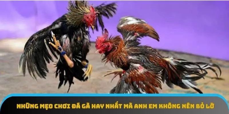 V9bet Mang Tới Mẹo Chơi Đá Gà Mới Cho Người Chơi 3 Những mẹo chơi đá gà hay nhất mà anh em không nên bỏ lỡ