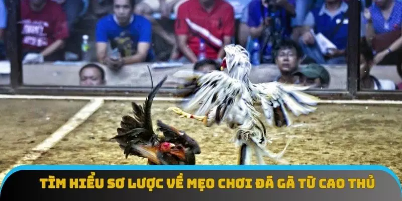 V9bet Mang Tới Mẹo Chơi Đá Gà Mới Cho Người Chơi 2 Tìm hiểu sơ lược về mẹo chơi đá gà từ cao thủ